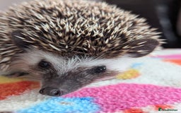 Pygmy Hedgehog rodents for sale: REDUCED PRICE!!! Gorgeous Hoglets/ READY NOW!!!! - Image 12