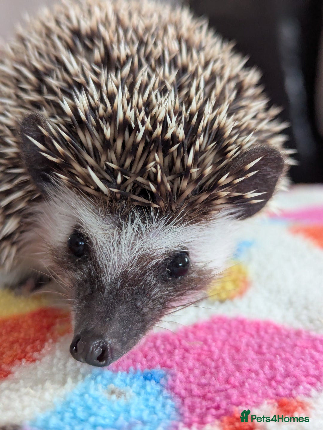 Pygmy Hedgehog rodents for sale: REDUCED PRICE!!! Gorgeous Hoglets/ READY NOW!!!! - Image 12