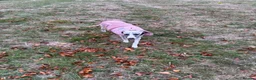 Whippet dogs for sale: Dobby Whippet Pup - Advert 6