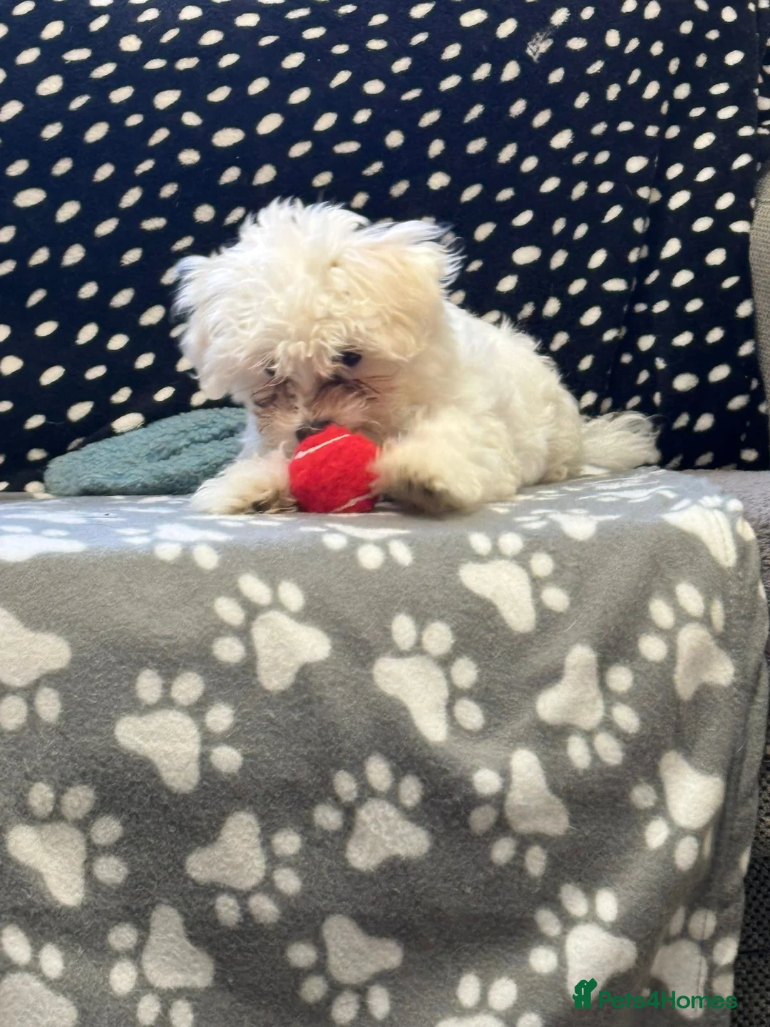 Bichon Frise dogs for sale: Two Mini Bichon Frise Ready for their New Home - Advert 9