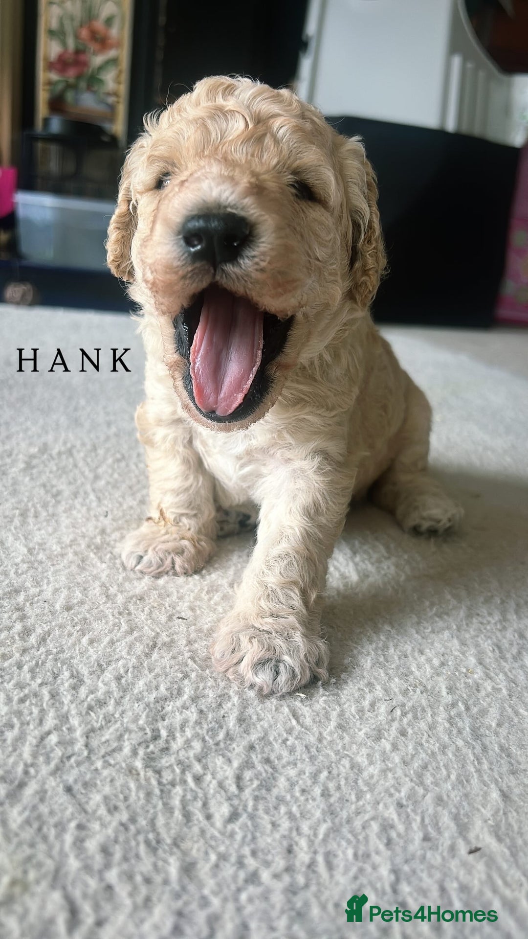 Mixed Breed dogs for sale: Gorgeous Double Doodle Puppies in Stourbridge - Image 16