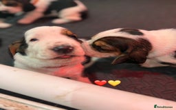 Basset Hound dogs for sale: Beautiful Basset Hound Puppies  - Image 14