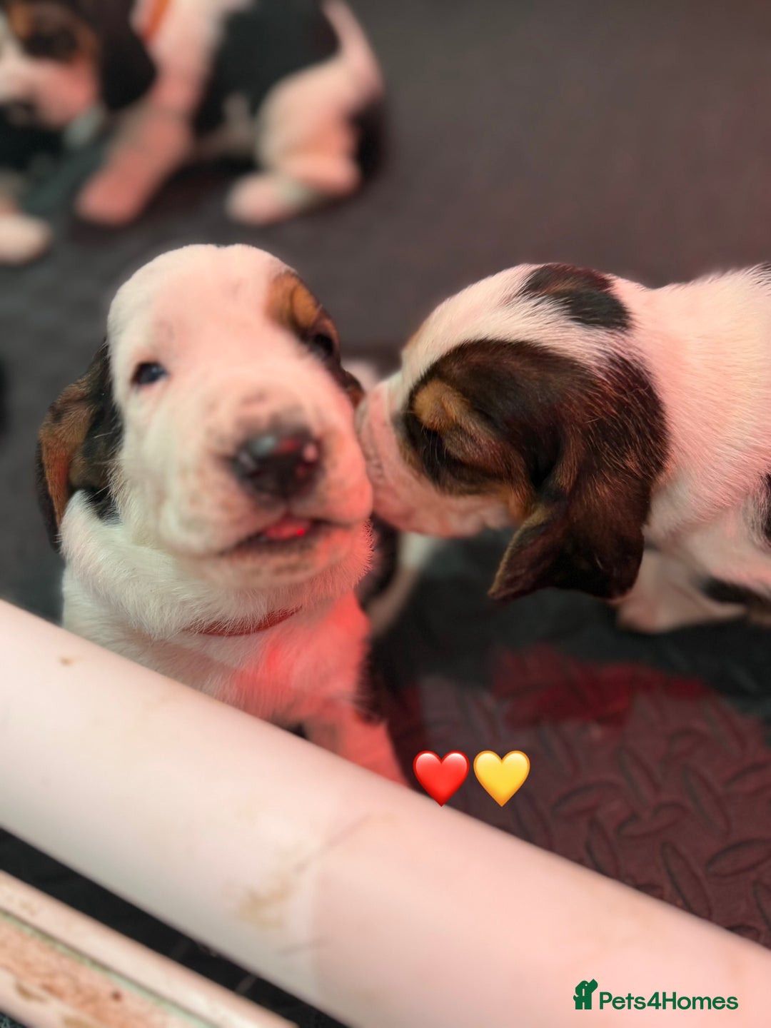 Basset Hound dogs for sale: Beautiful Basset Hound Puppies  - Image 14