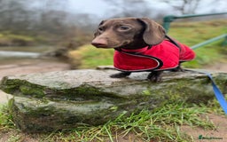 Dachshund dogs for sale: Scout (dachshund puppy)  - Image 5