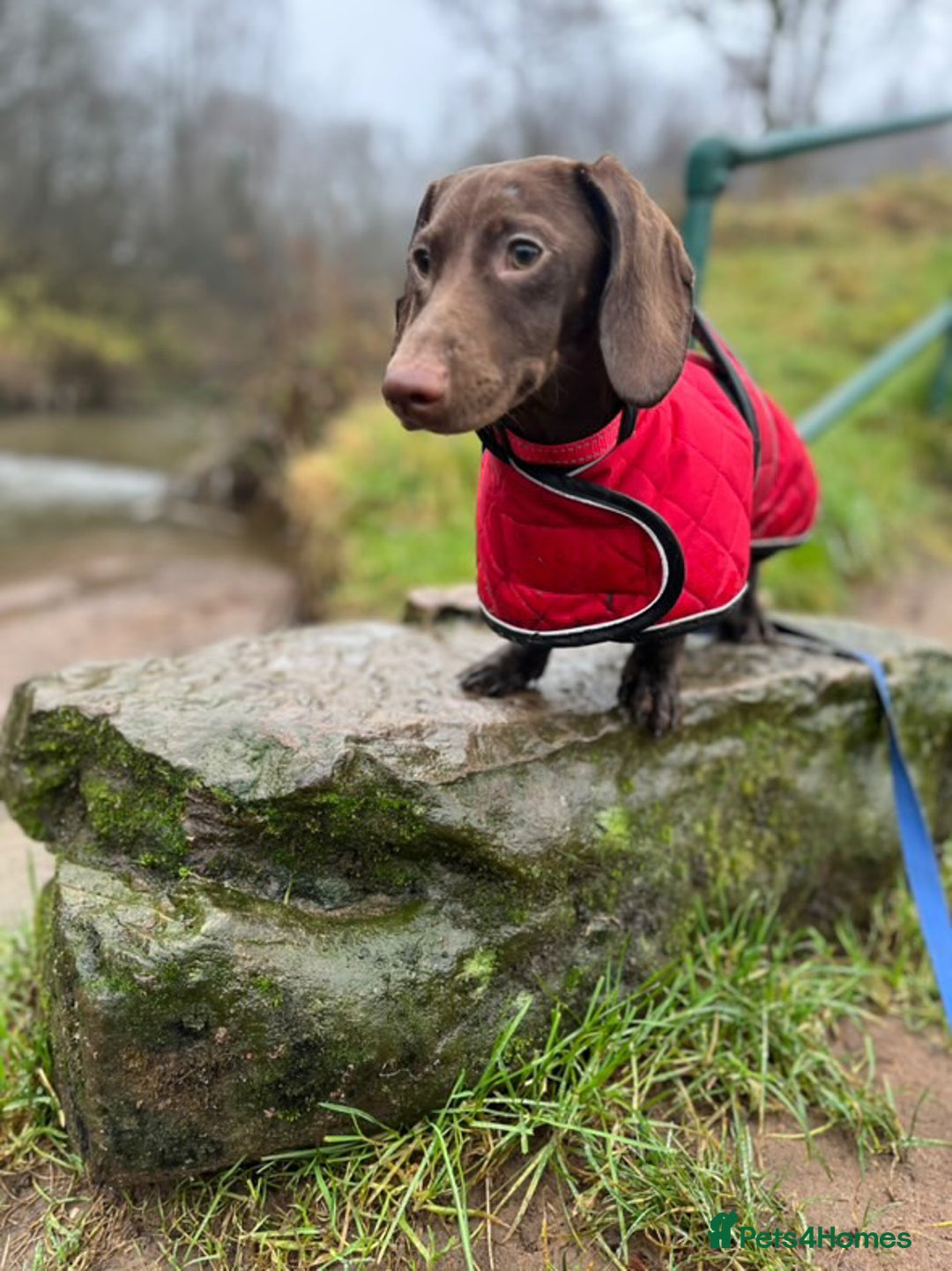 Dachshund dogs for sale: Scout (dachshund puppy)  - Image 5