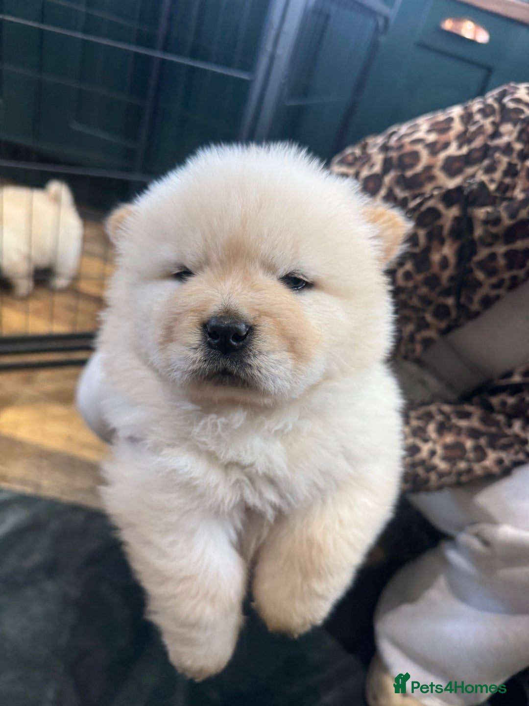Chow Chow dogs for sale: CHOW CHOW PUPPIES  - Advert 15