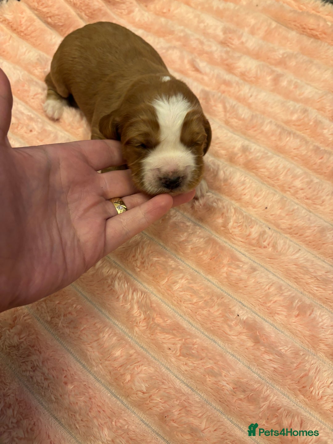 Cocker Spaniel dogs for sale: 6 beautiful cocker spaniels ALL DEPOSIT PAiD - Advert 19