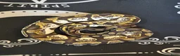 Python Snake reptiles for sale: Beautiful Pastel Sugar Royal Python - Advert 1