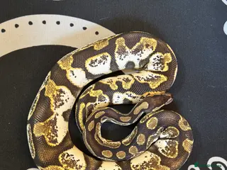 Python Snake reptiles Beautiful Pastel Sugar Royal Python - Advert 1