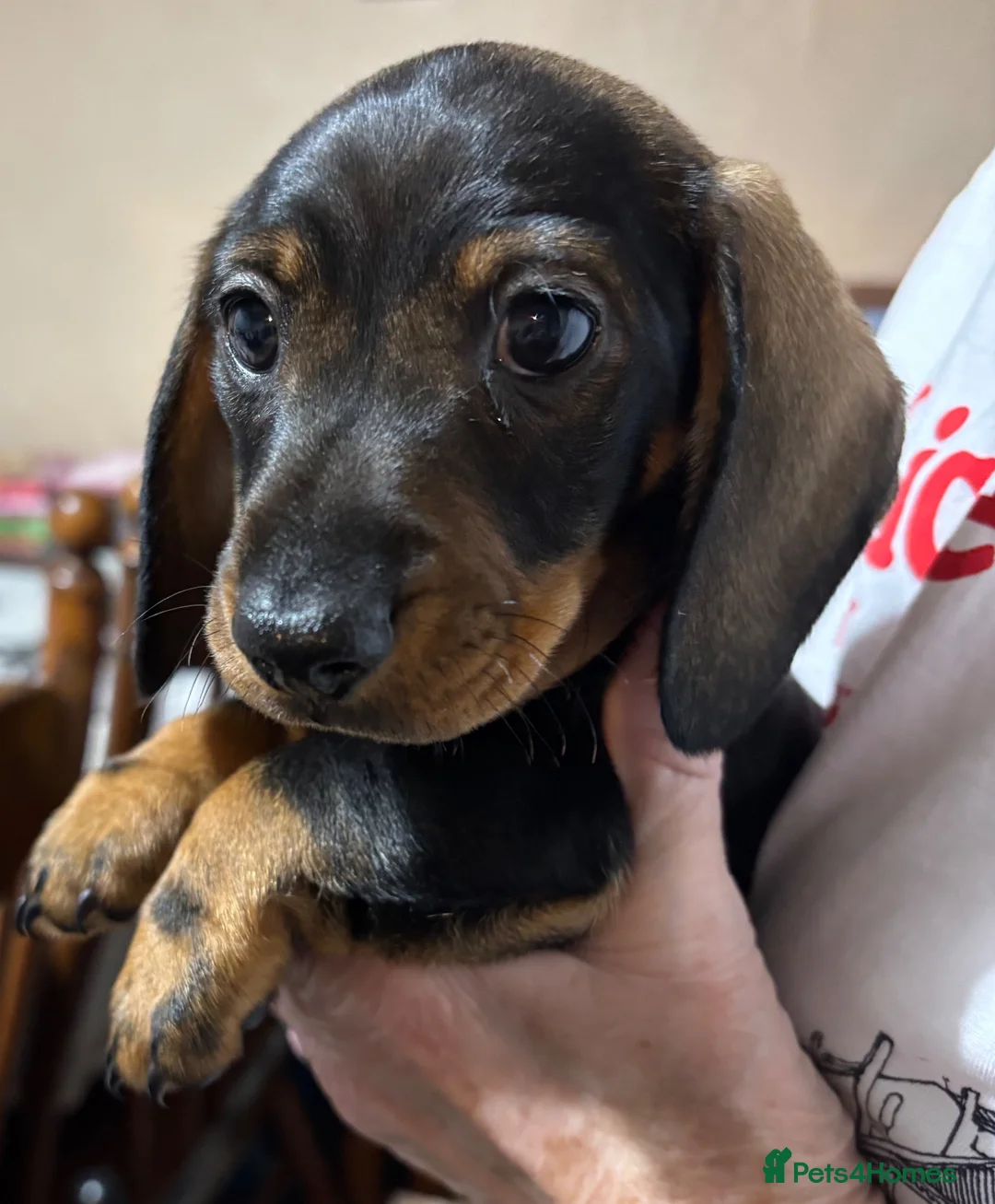 Miniature Dachshund dogs for sale: Dachshund puppies for sale - Advert 6