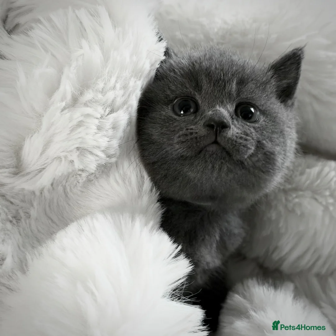 British Shorthair cats for sale: GCCF British short hair boys😻 - Advert 2