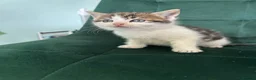 Norwegian Forest Cat cats for sale:     Four Adorable Kittens - Advert 7