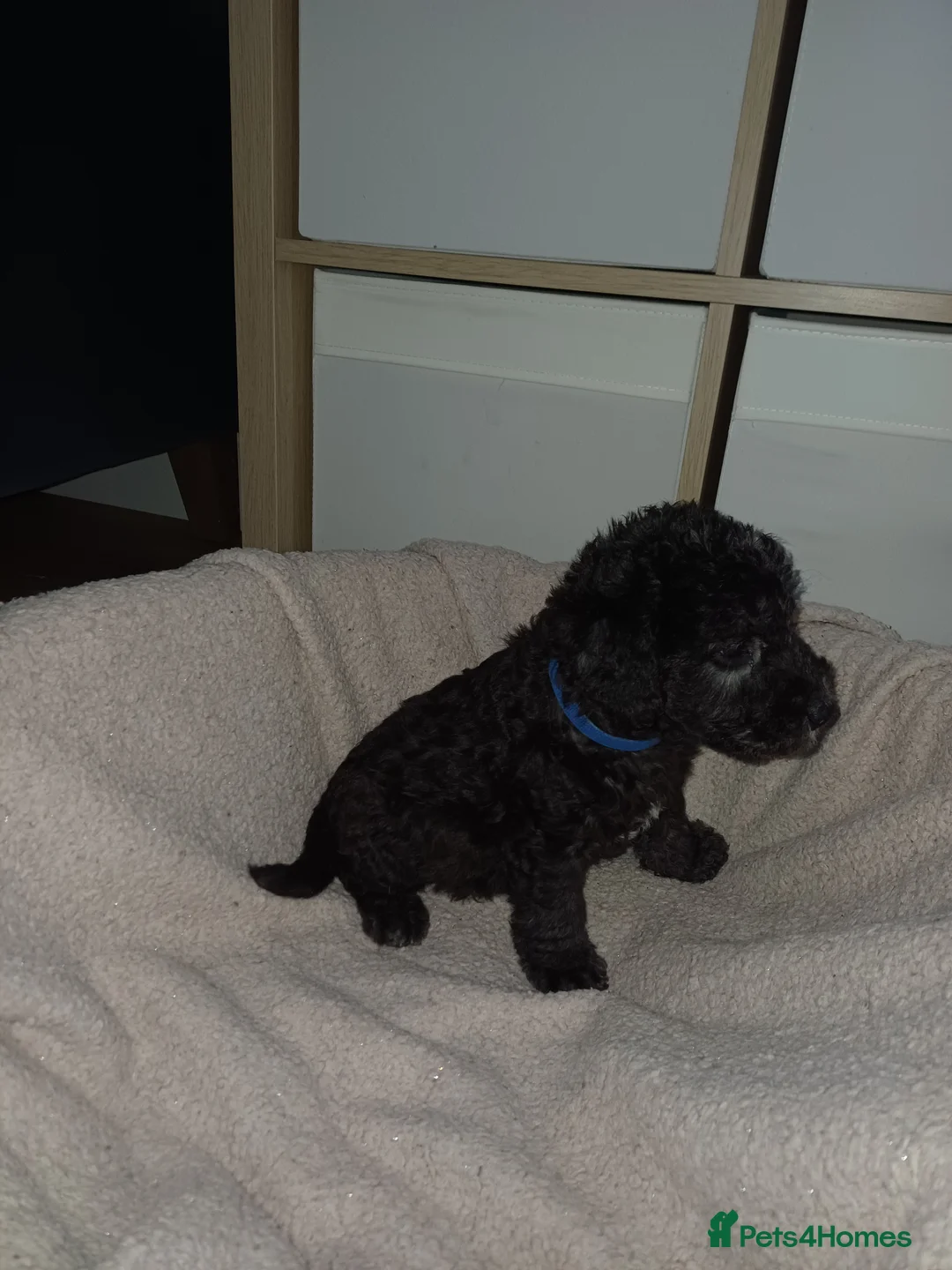 Mixed Breed dogs for sale: Bedlington x Whippet Puppies  - Advert 9