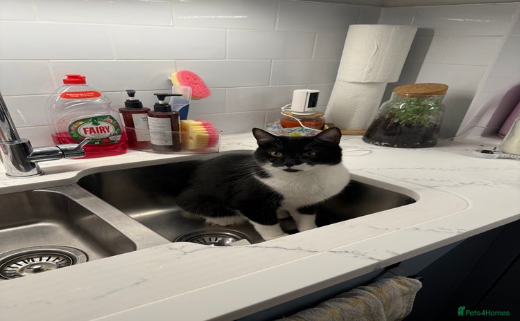 British Shorthair cats - Advert 6