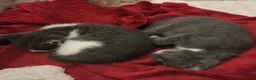 Mixed Breed cats for sale: 2 Gorgeous Grey Friendly Kittens Ready Now - Advert 3