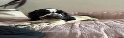 Cocker Spaniel dogs for sale: KC Ticked Show type cocker Spaniel READY NOW  - Advert 6