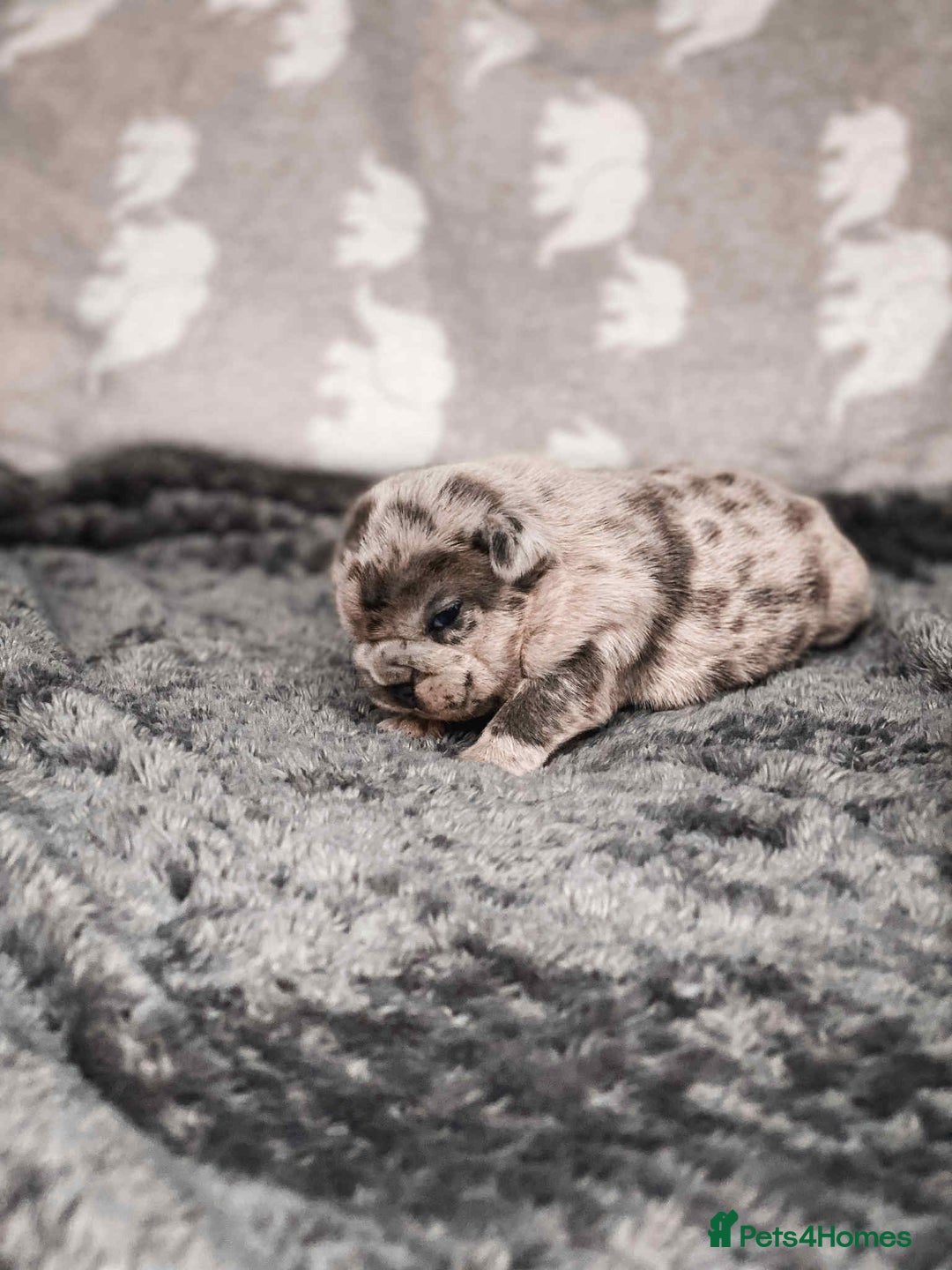 French Bulldog dogs for sale: French Bulldogs - Image 20