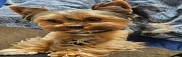 Yorkshire Terrier dogs for stud: Beautiful Yorkshire Terrier Stud Available - Advert 3