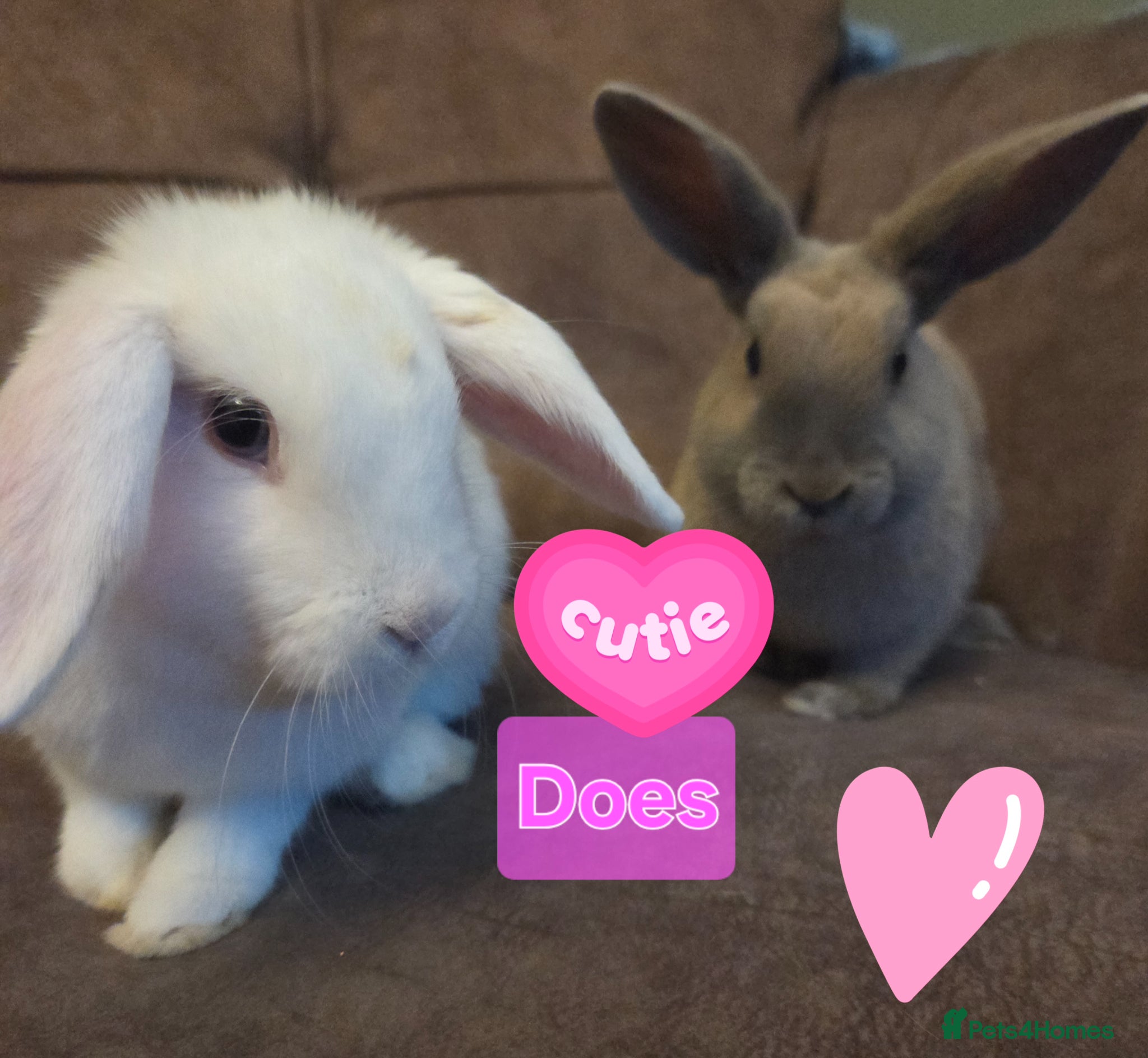 Mini Lop rabbits ☆Very tame Mini lops 10 week ☆5 left 4 does 1 buck - Advert 2