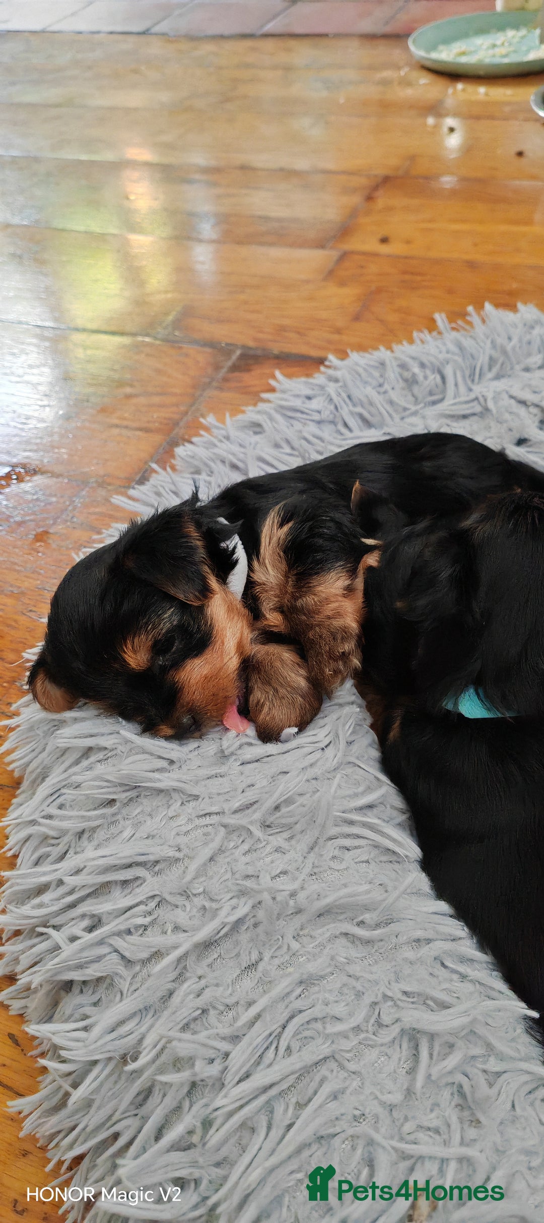 Yorkshire Terrier dogs for sale: Yorkshire Terrier Puppies  - Image 11
