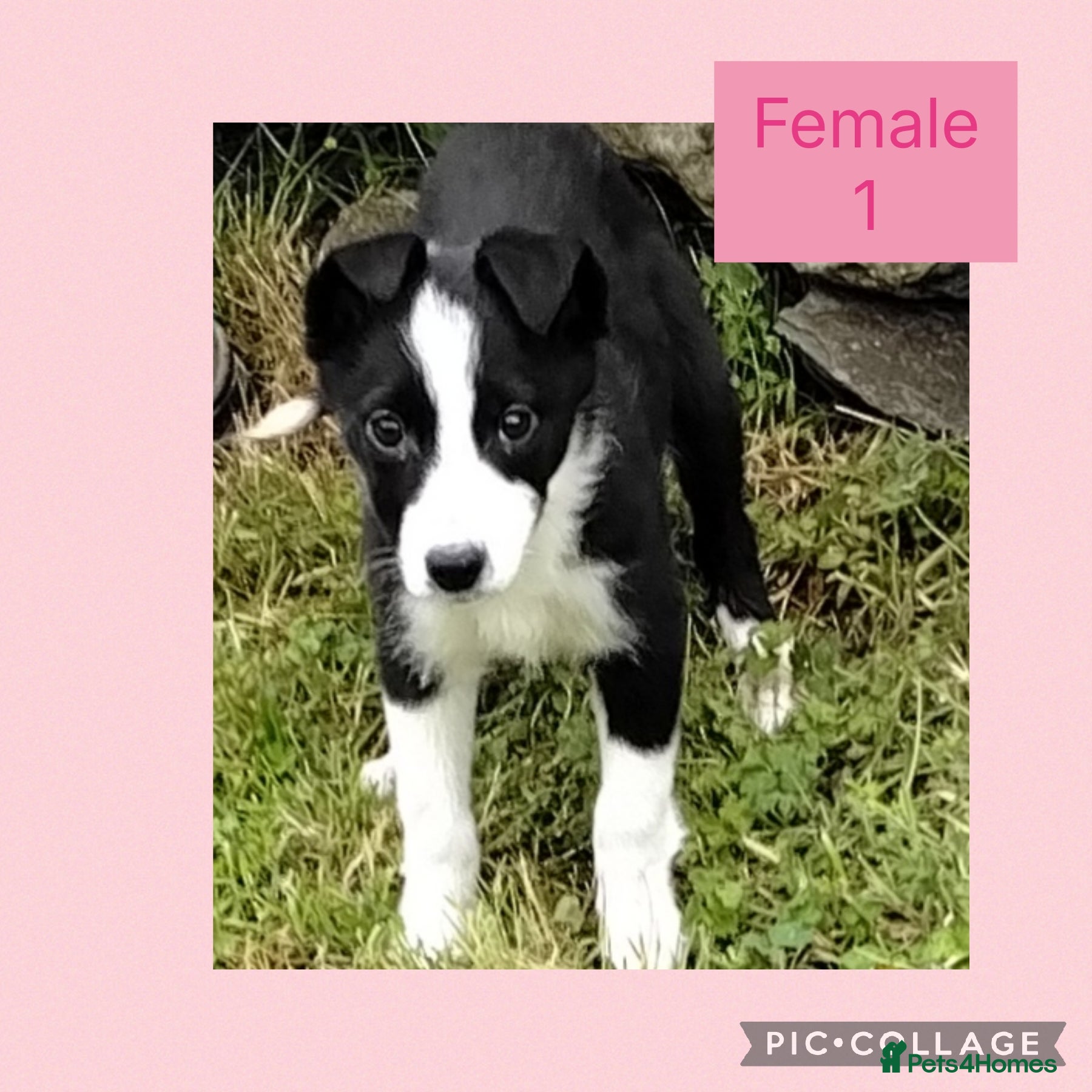 Border Collie dogs Border collie puppies  - Advert 2