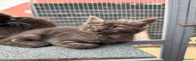 Maine Coon Kitten 4