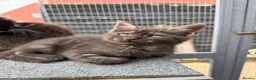 Maine Coon cats for sale: Beautiful Maine Coon Cross Female Kittens - Advert 4