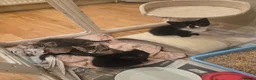 Mixed Breed cats for sale: Adorable Persian cross Tabby kittens  - Advert 5