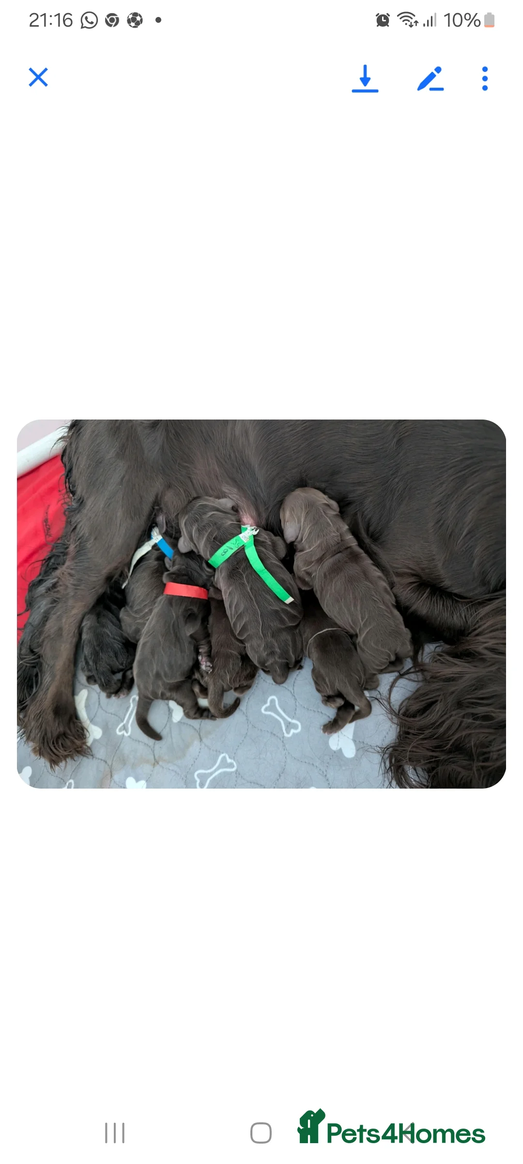 Cocker Spaniel dogs for stud: Kc reg.  ,,PROVEN,, Show Type cockerspaniel  in Morecambe - Advert 6