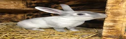 Rex rabbits for sale: Pure breed velvet mini and standard Rex rabbits - Advert 21