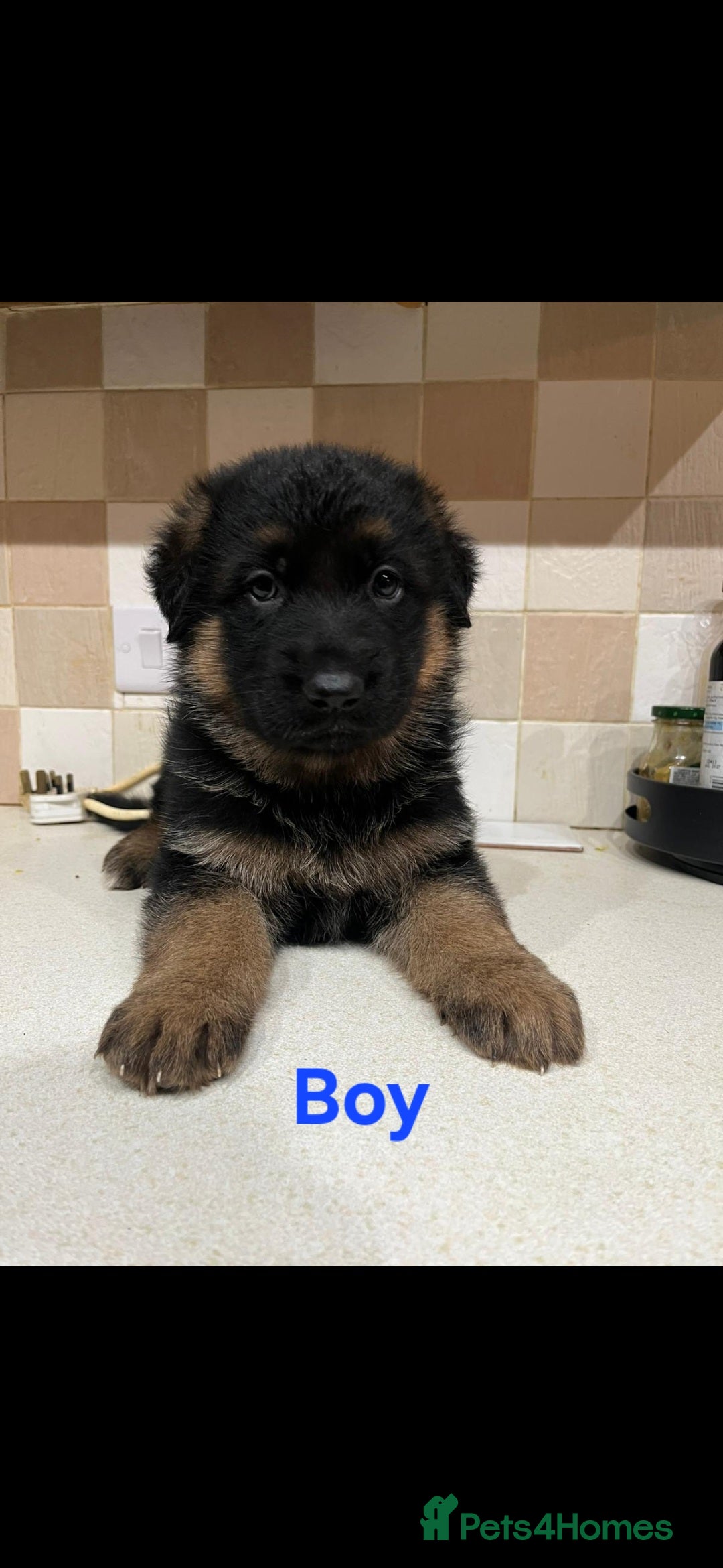 German Shepherd dogs  KC Registered Beautiful  German Shepherd  - Advert 8