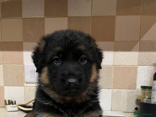 German Shepherd dogs KC Registered Beautiful German Shepherd - Advert 8
