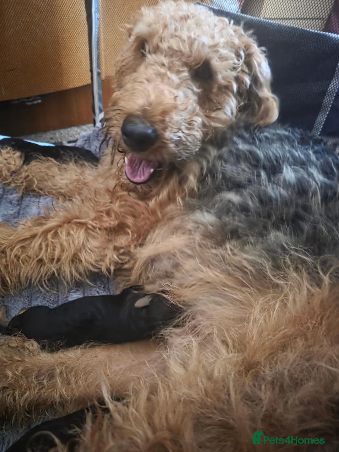 Airedale Terrier dogs for sale: KC Registered Airedale terrier puppies in Kettering - Advert 10