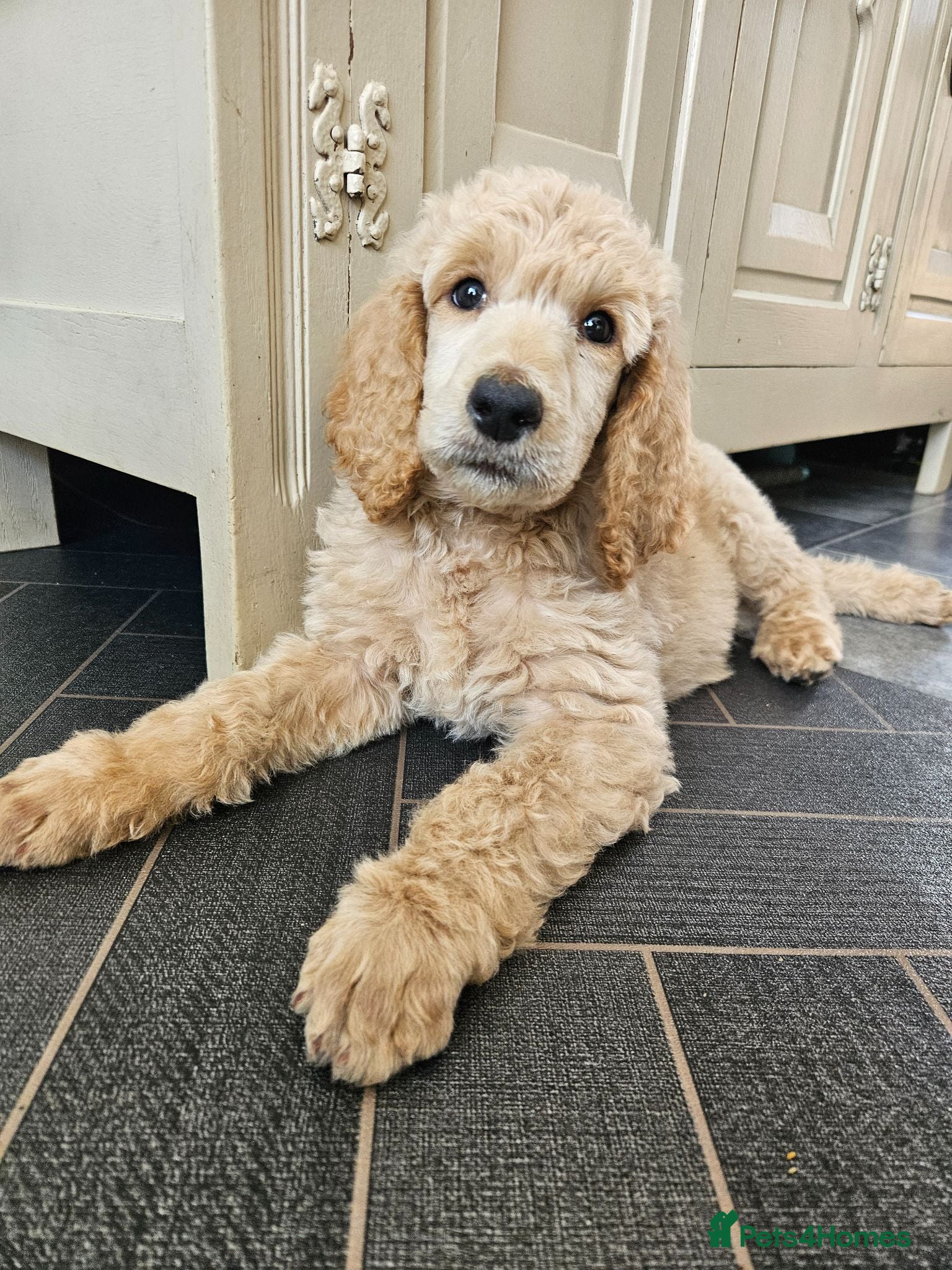 Standard Poodle dogs 💙Ready Now💙KC Registered Standard Poodle Boys 💙 - Advert 2
