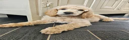 Standard Poodle dogs for sale: 💙Ready Now💙KC Registered Standard Poodle Boys 💙 - Advert 18