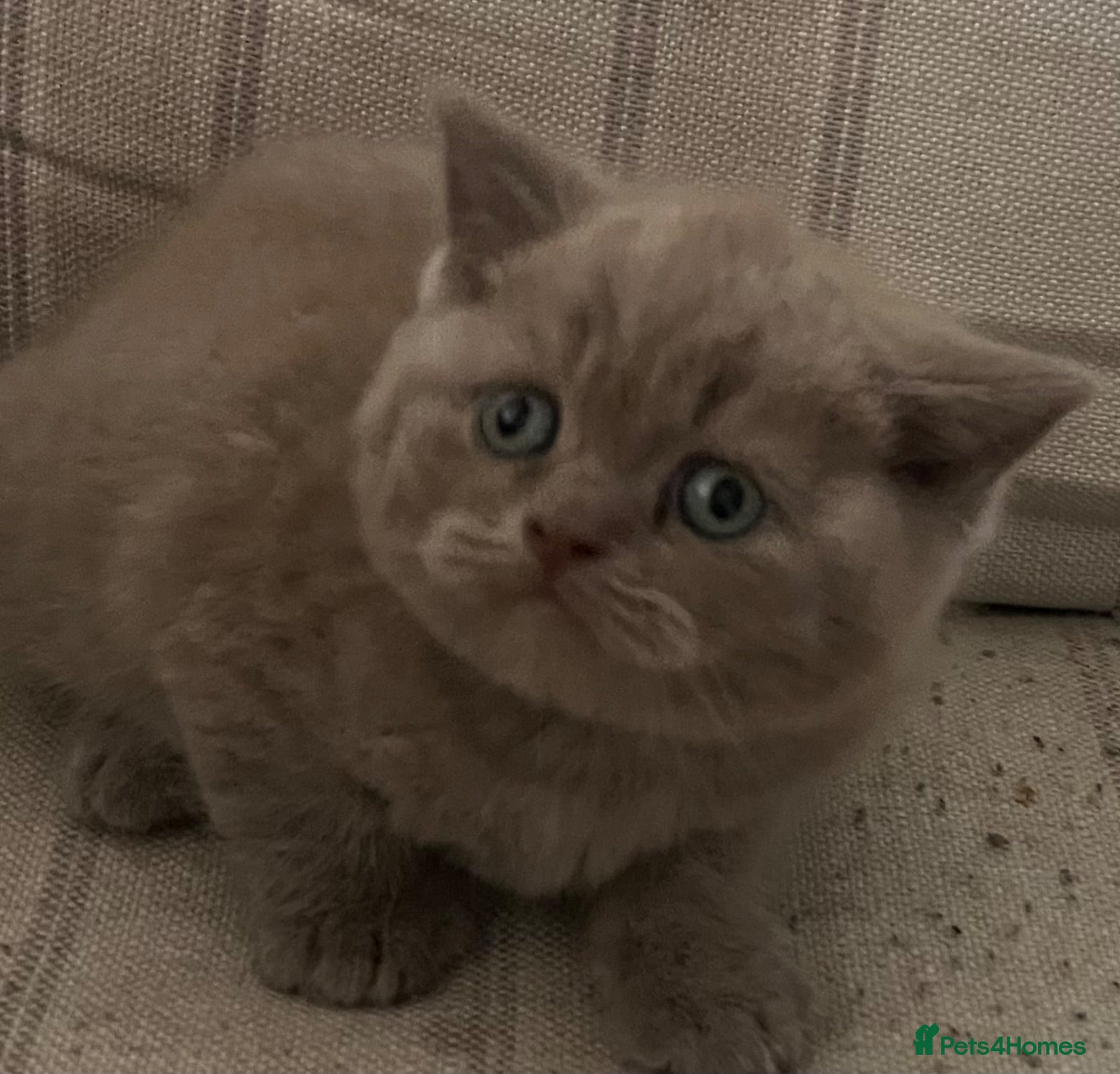British Shorthair cats Lilac British shorthair kittens for sale - Advert 1