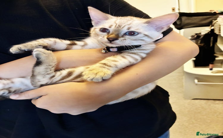Bengal cats - Advert 1