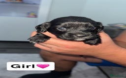 Mixed Breed dogs for sale: Cockalier Puppies🐶 - Image 4