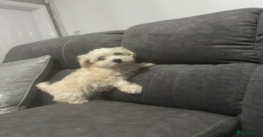 Maltipoo dogs - Advert 4