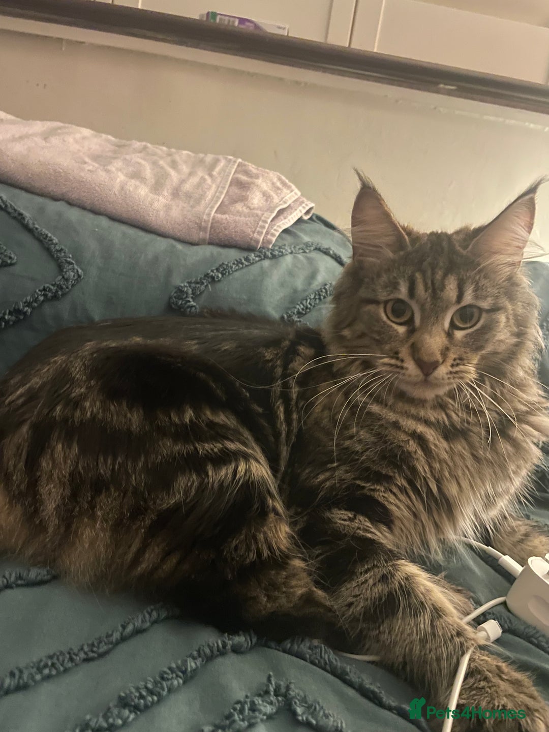 Maine Coon cats for sale: Maine coon kittens  - Advert 12