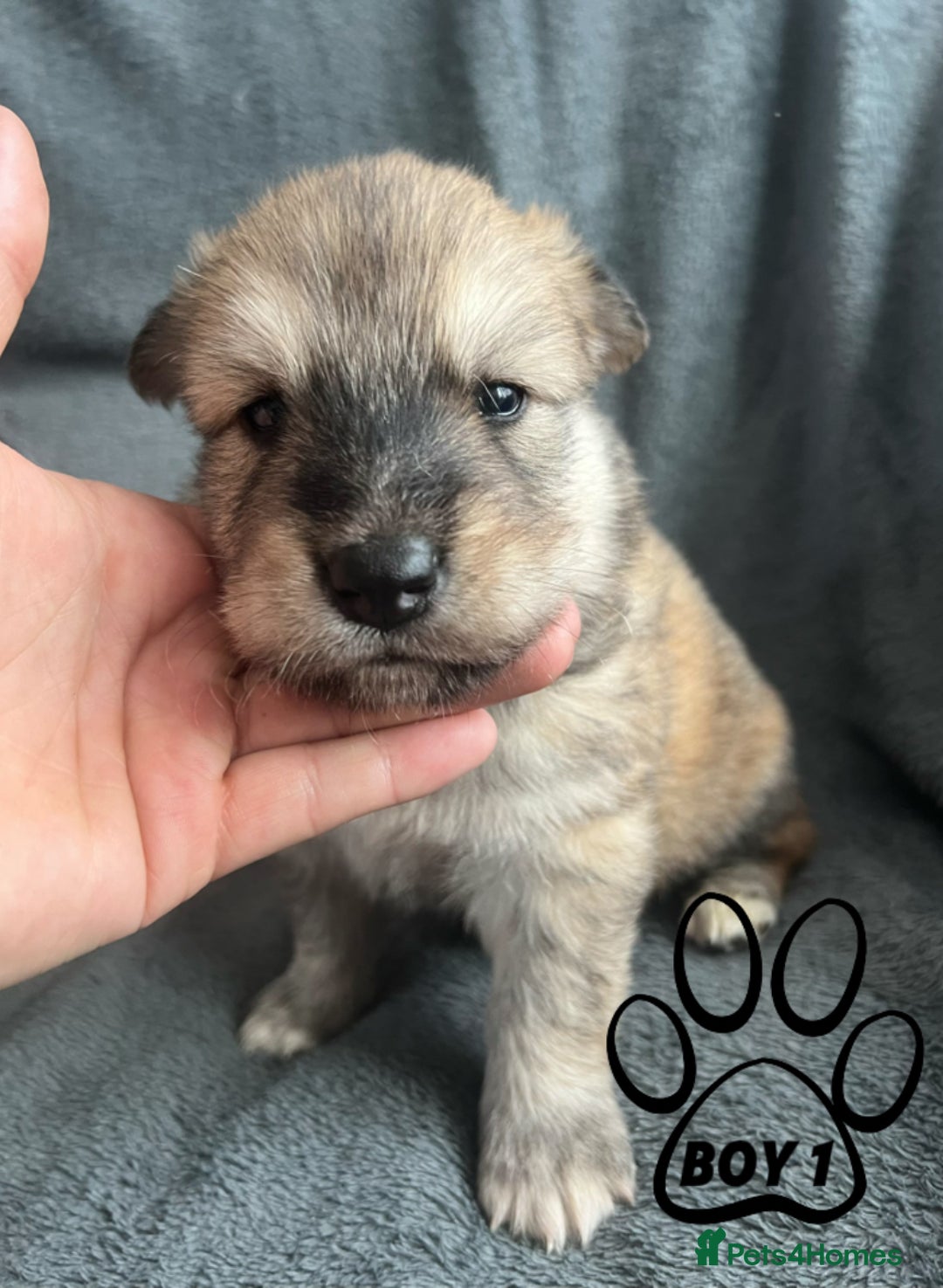 Mixed Breed dogs for sale: Beautiful German Shepherd × ChowXmalamute Puppies - Image 5