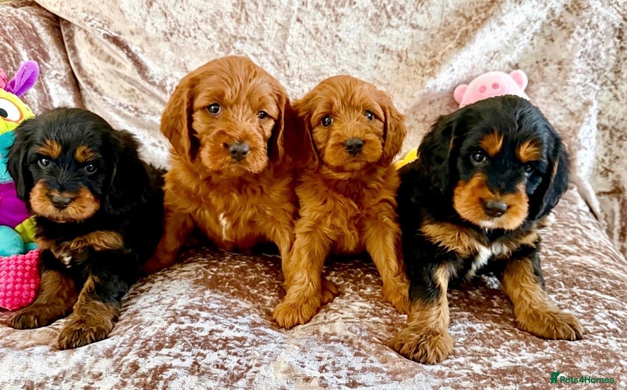 Cavapoo dogs 🥇TOP QUALITY F1 CAVAPOO BABIES!🥇 - Advert 5