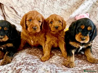 Cavapoo dogs 🥇TOP QUALITY F1 CAVAPOO BABIES!🥇 - Advert 5