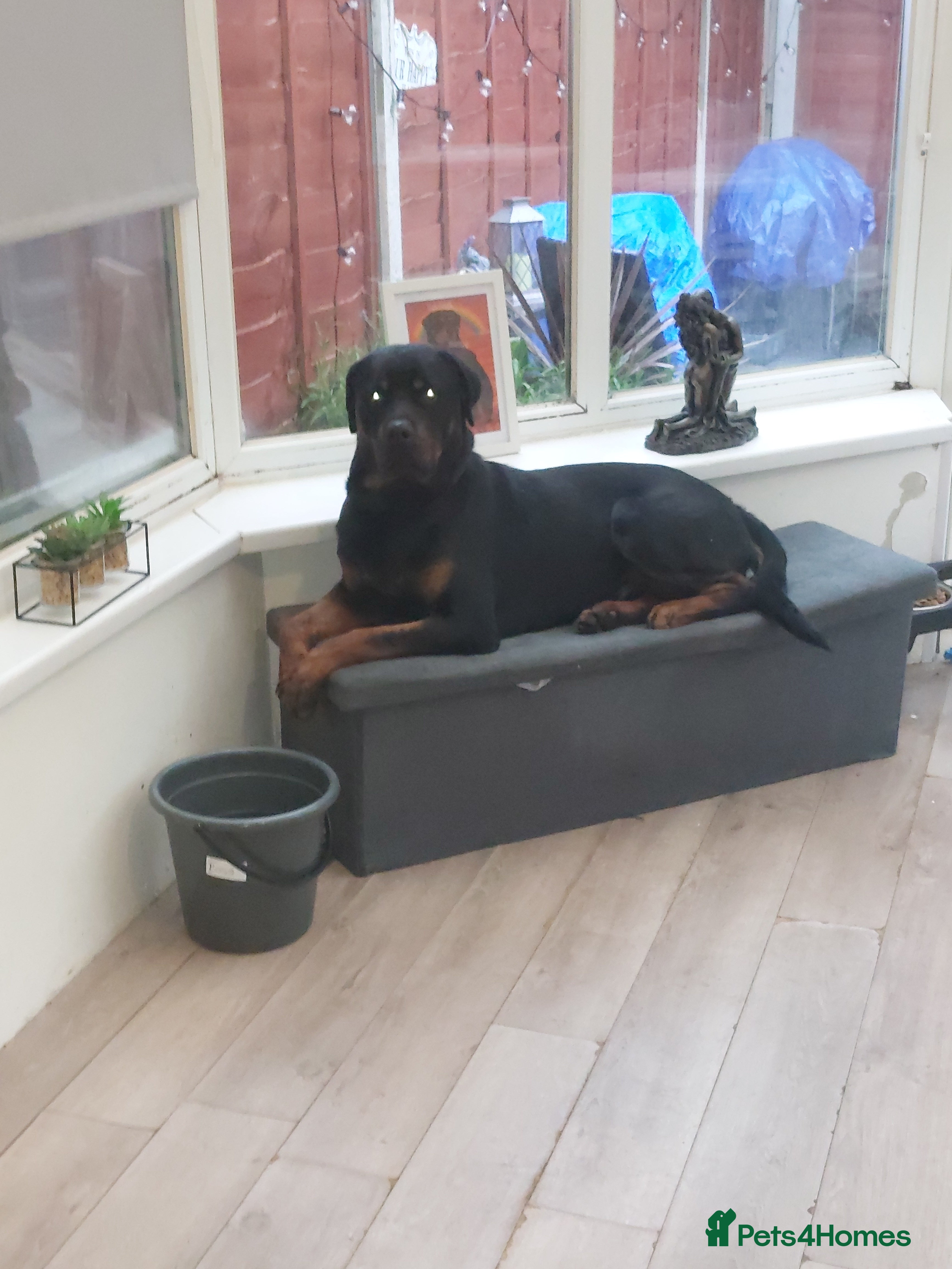 Rottweiler dogs Male rottweiler  - Advert 1