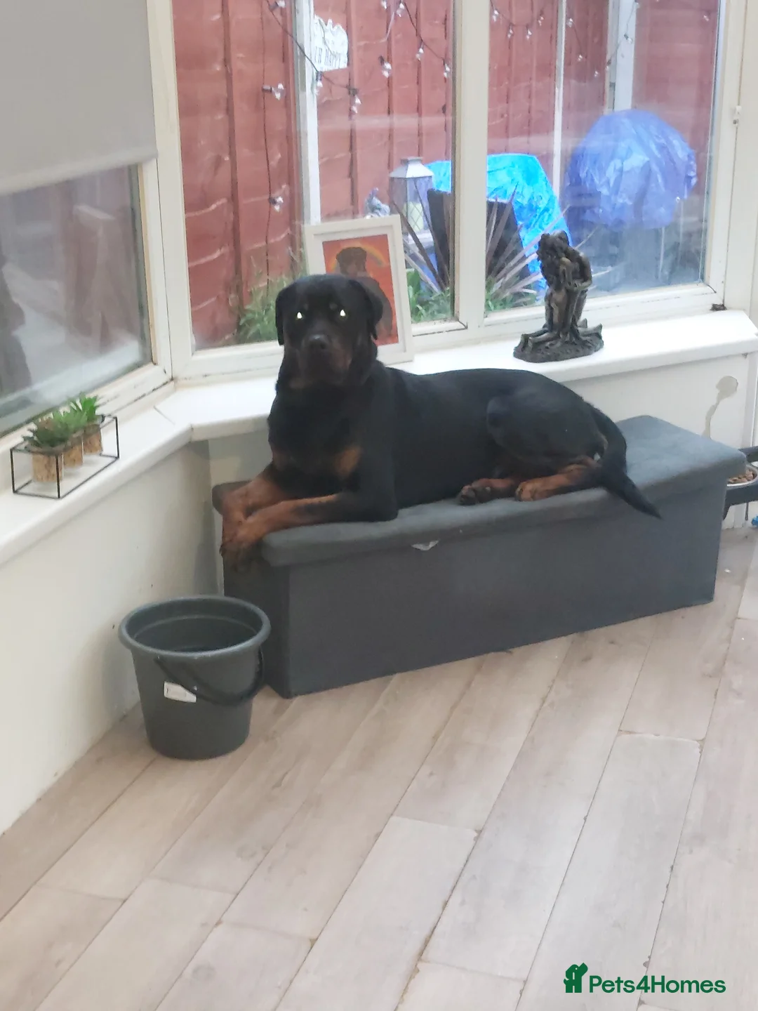 Rottweiler dogs for sale: Male rottweiler  - Advert 1
