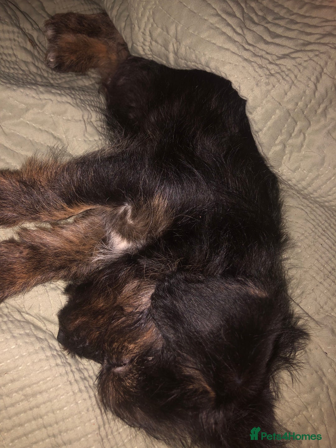 Mixed Breed dogs for sale: Beautiful puppies - Advert 3