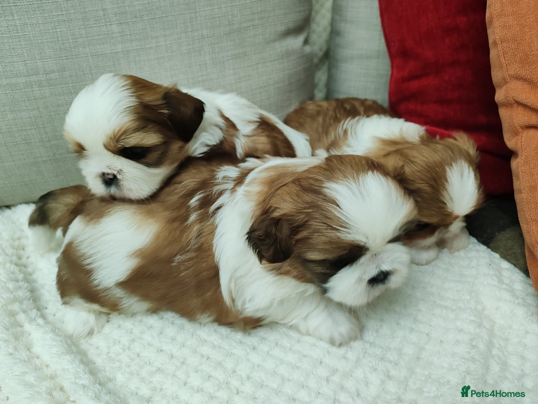 Shih Tzu dogs for sale: Shih Tzu - Image 10