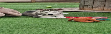 Siberian Husky Puppy 2