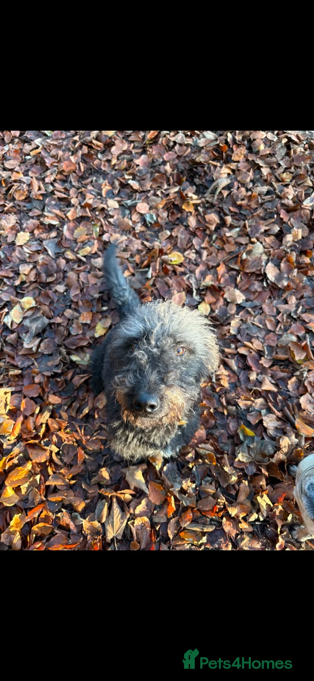 Mixed Breed dogs for sale: Beautiful Italian greyhound/Bedlington/whippet Boy - Advert 7