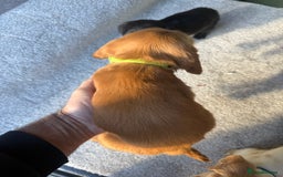 Cocker Spaniel dogs for sale: Cocker spaniel puppies  - Image 16